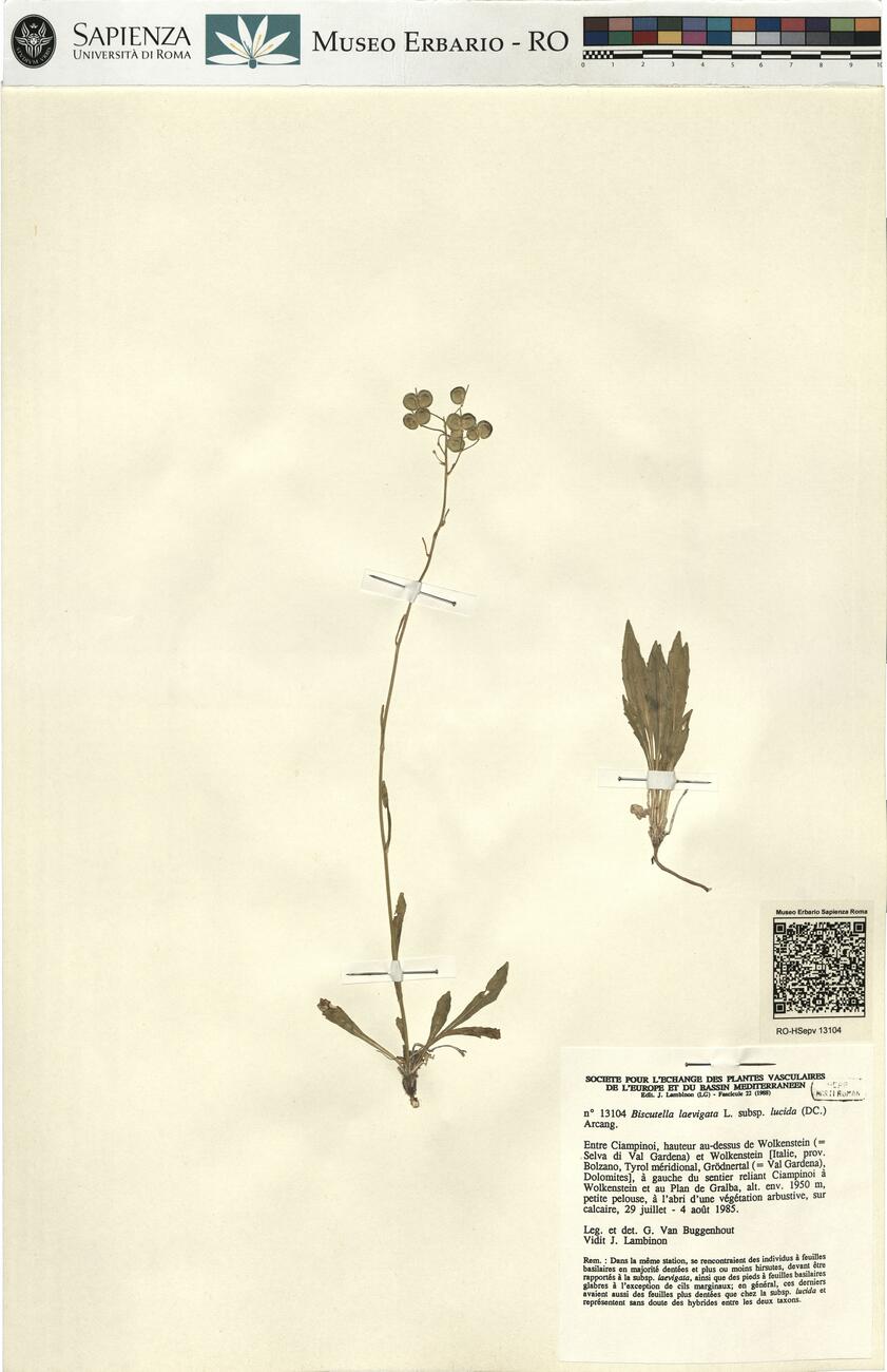 Biscutella laevigata L. subsp. lucida (DC.) Arcang. -  RO-HSepv 13104 photo