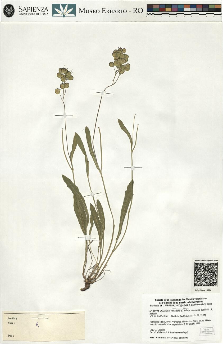 Biscutella laevigata L. subsp. ossolana Raffaelli & Baldoin -  RO-HSepv 18994 photo