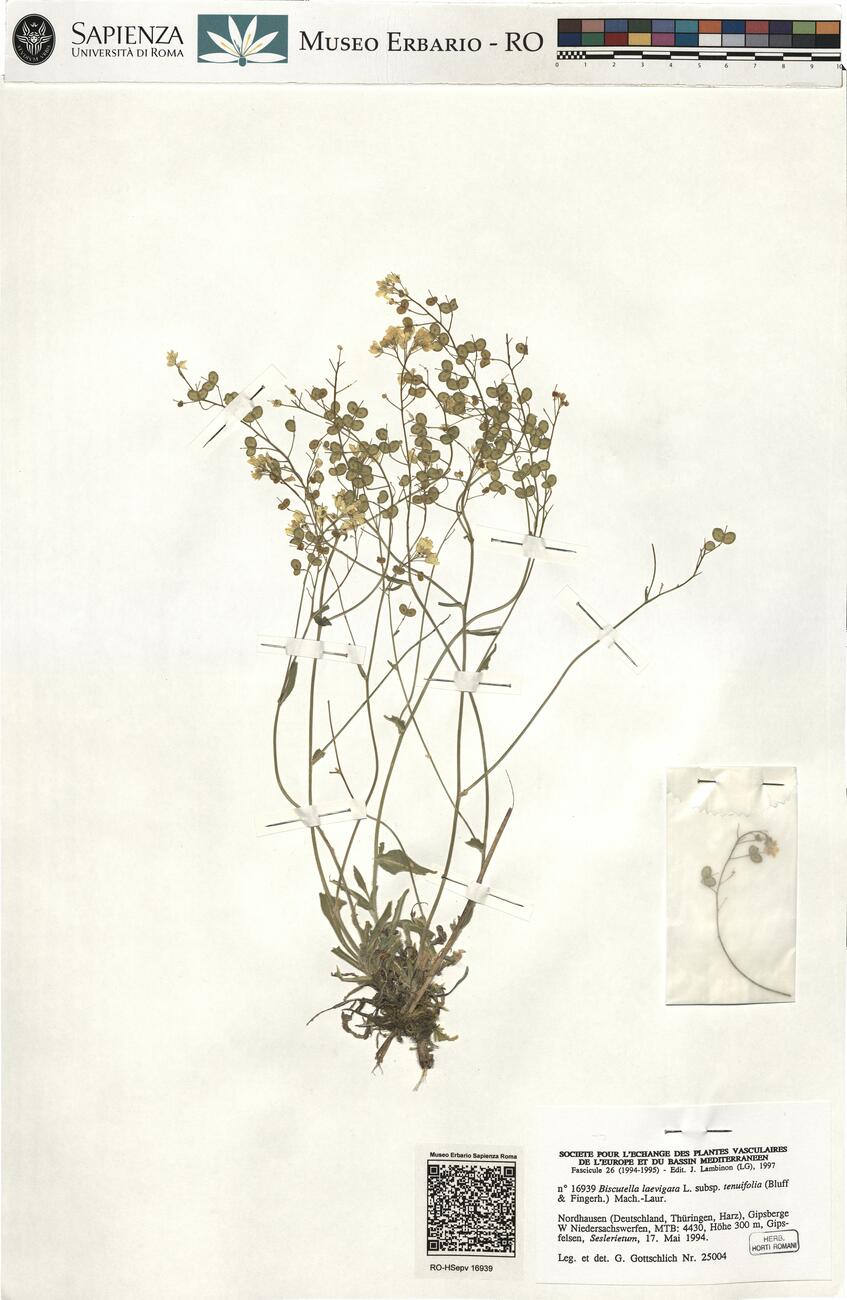 Biscutella laevigata L. subsp. tenuifolia (Bluff & Fingerh.) Mach.-Laur. -  RO-HSepv 16939 photo