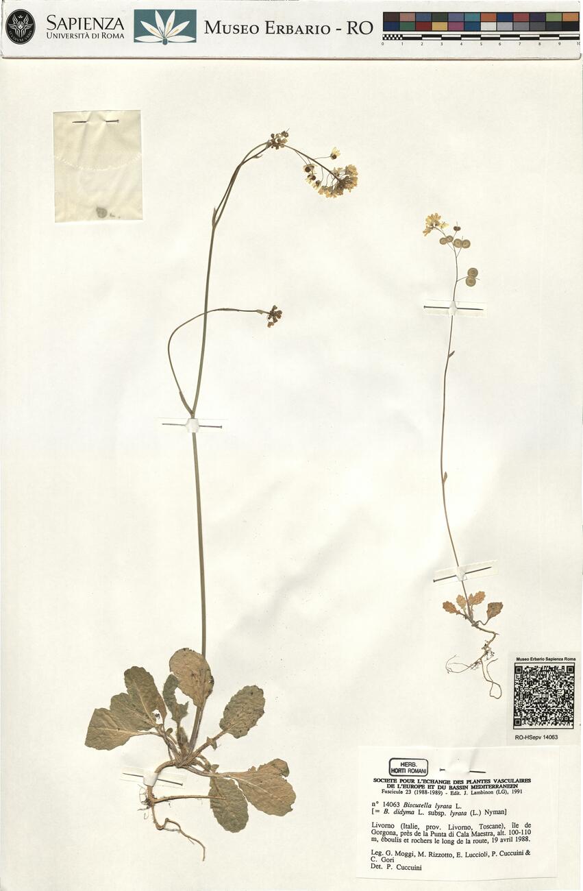 Biscutella lyrata L. -  RO-HSepv 14063 photo