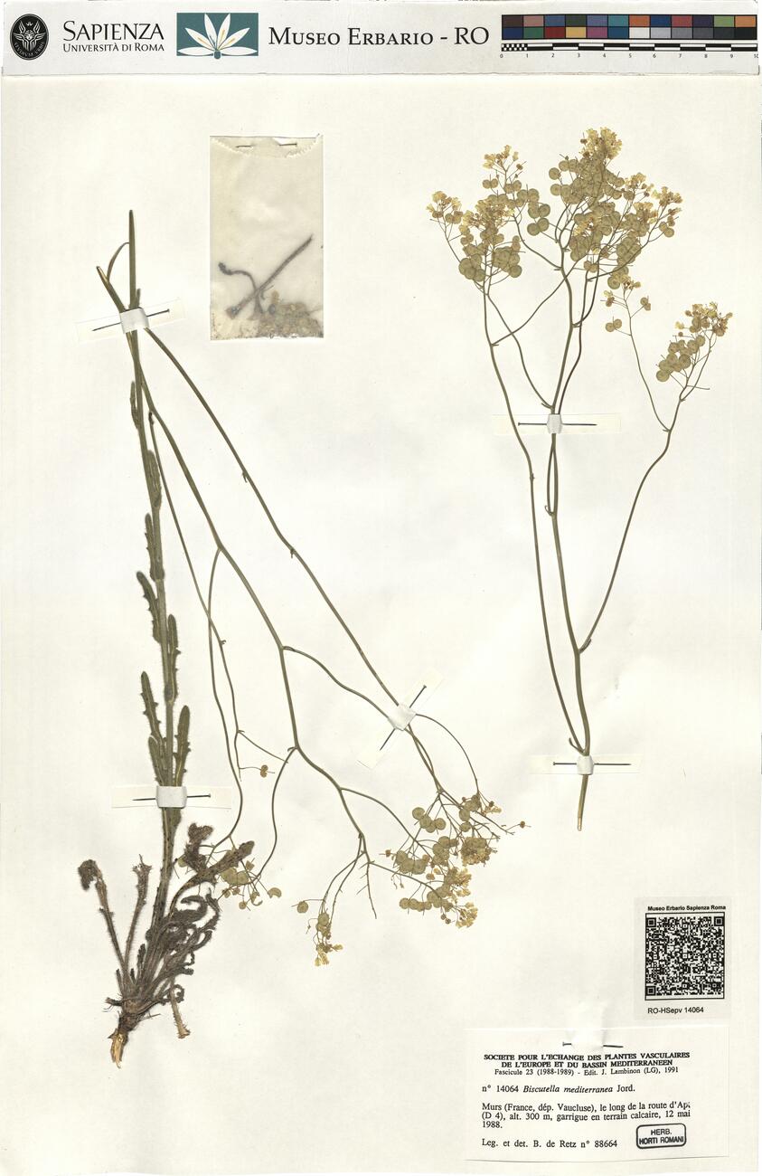 Biscutella mediterranea Jord. -  RO-HSepv 14064 photo