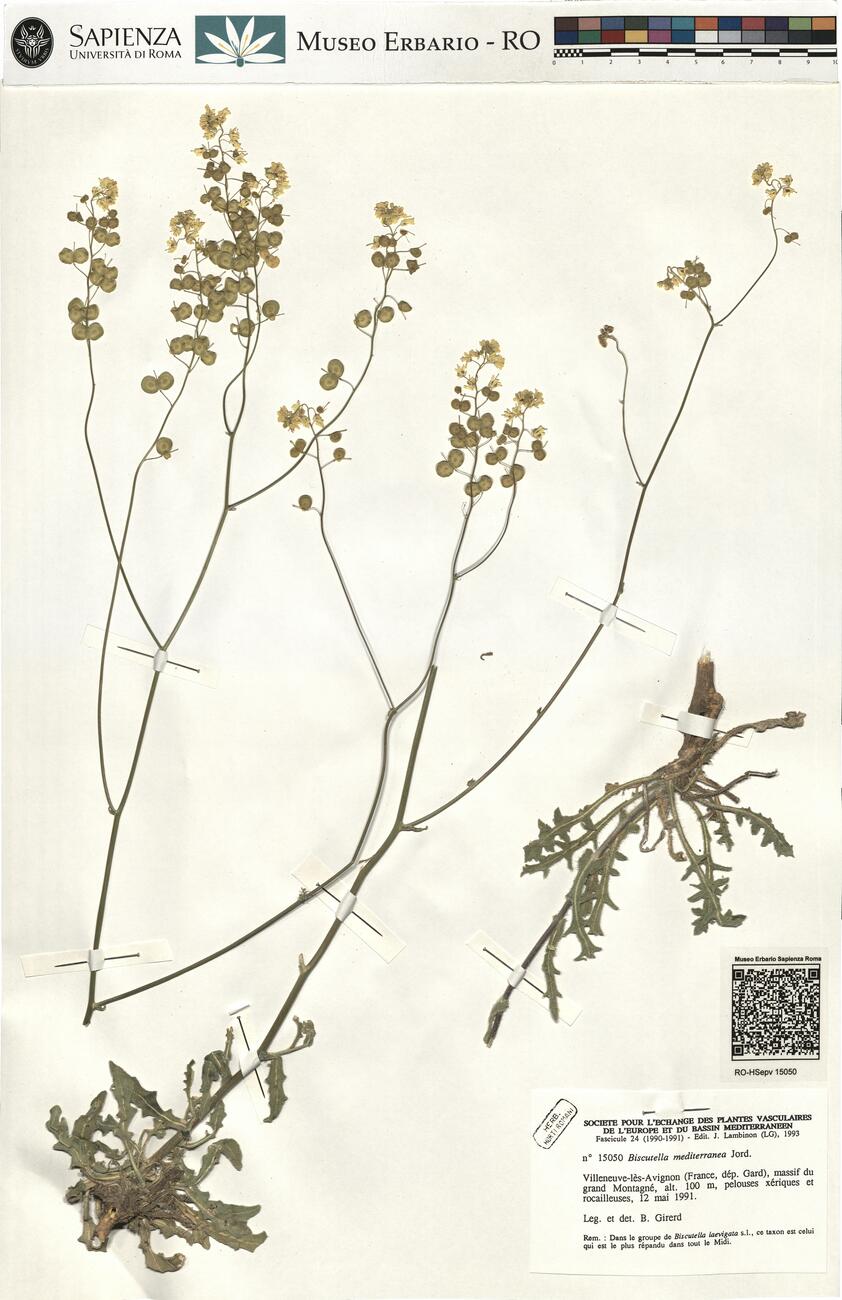 Biscutella mediterranea Jord. -  RO-HSepv 15050 photo