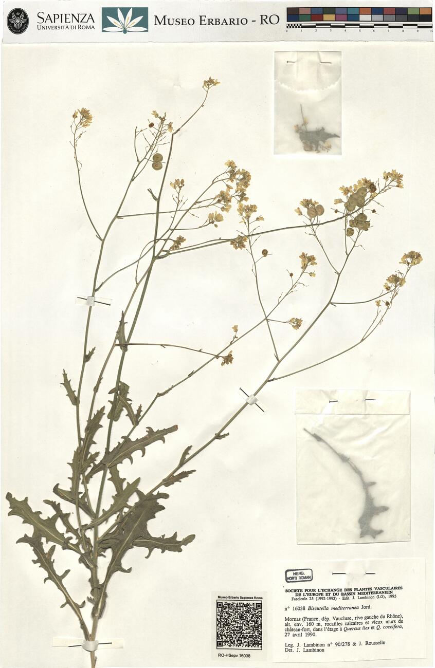 Biscutella mediterranea Jord. -  RO-HSepv 16038 photo