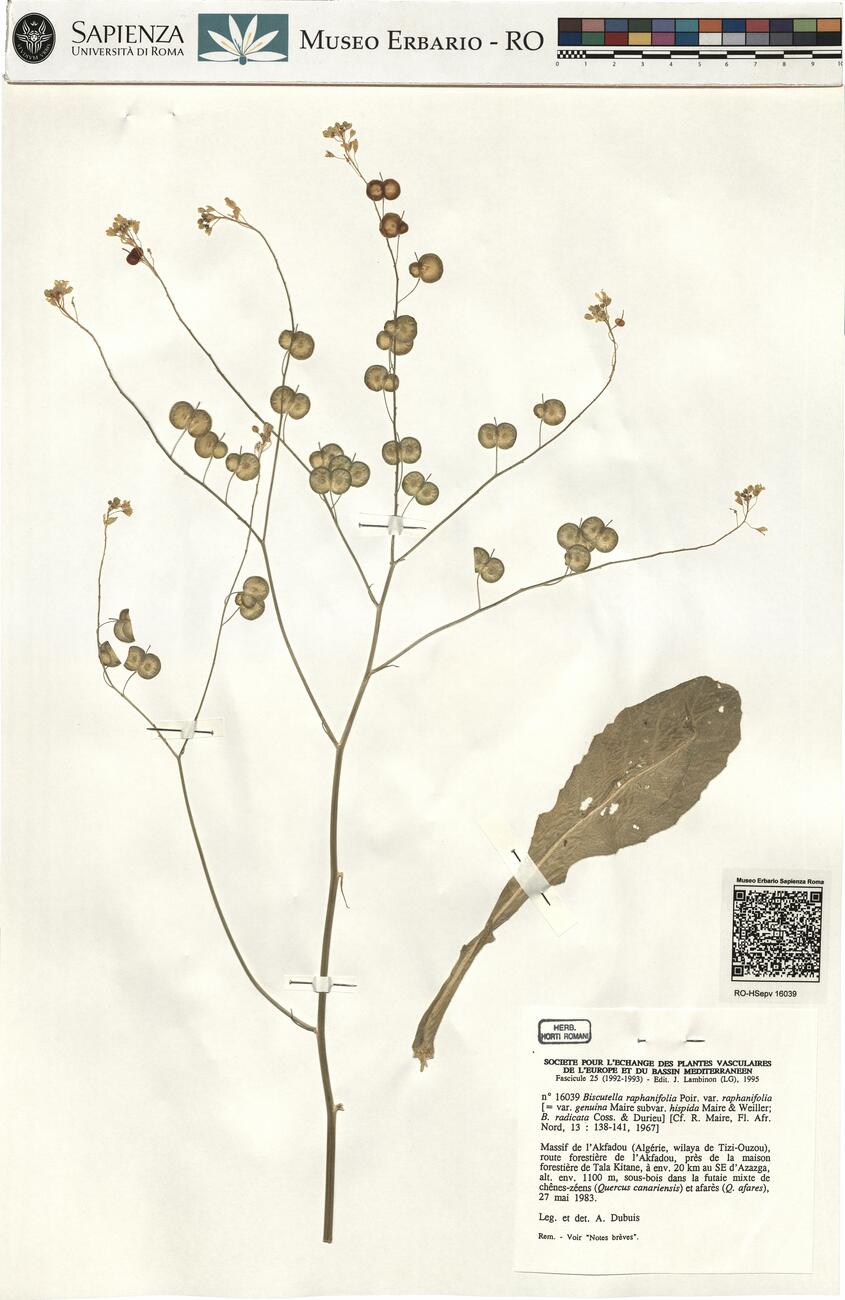 Biscutella raphanifolia Poir. var. raphanifolia -  RO-HSepv 16039 photo