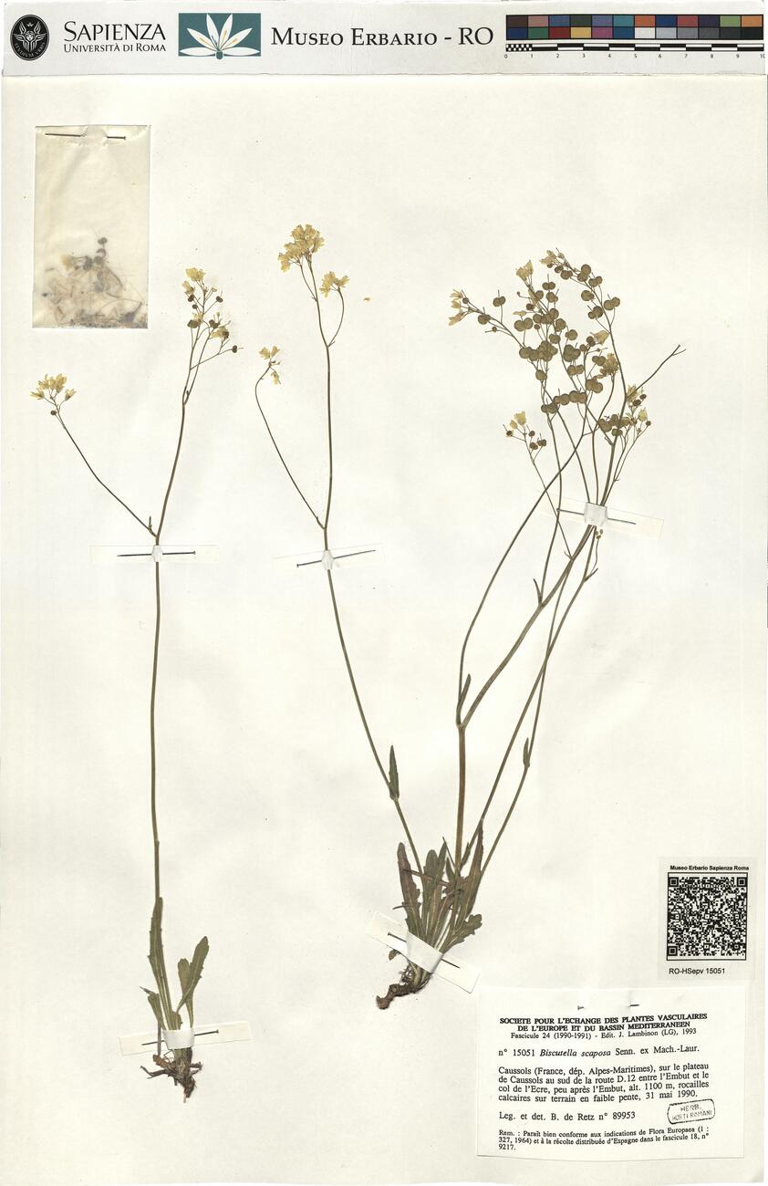 Biscutella scaposa Senn. ex Mach.-Laur. -  RO-HSepv 15051 photo