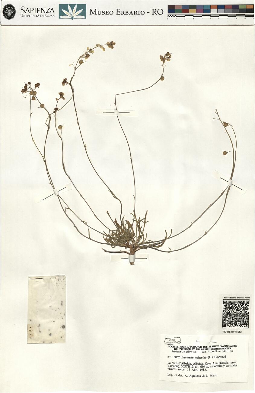 Biscutella valentina (L.) Heywood -  RO-HSepv 15052 photo