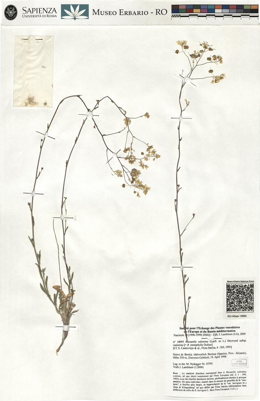 Biscutella valentina (Loefl. ex L.) Heywood subsp. valentina -  RO-HSepv 18995 photo