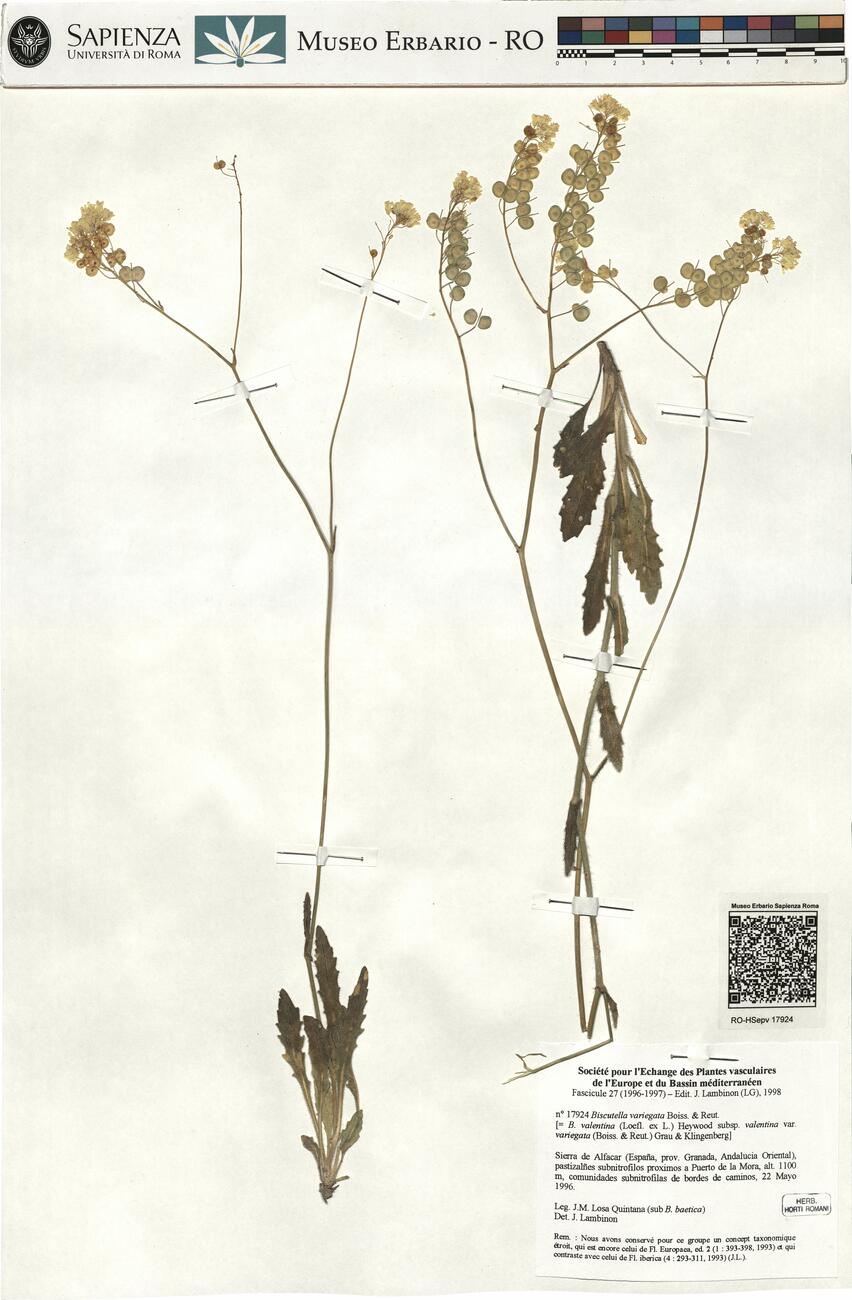 Biscutella variegata Boiss. & Reut. -  RO-HSepv 17924 photo