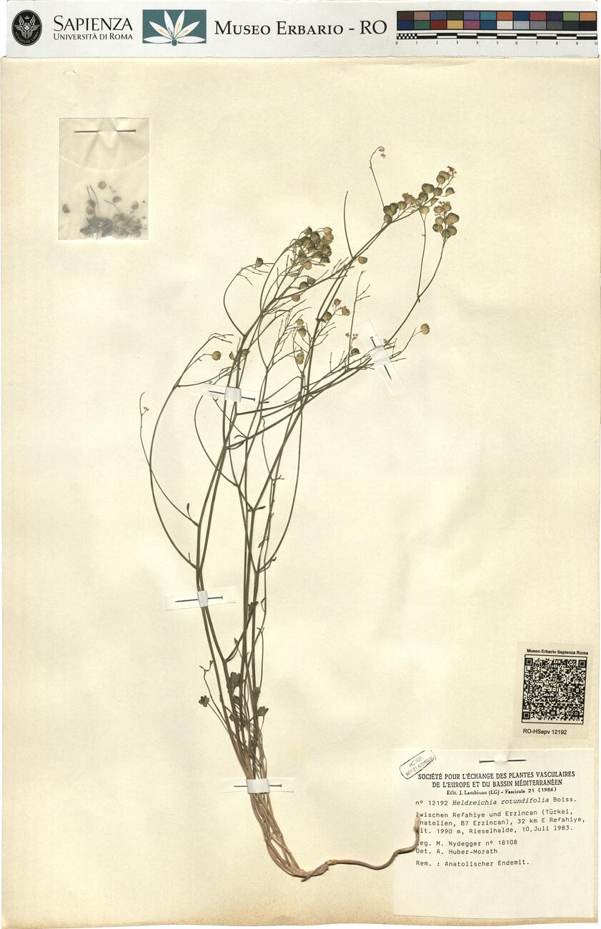 Heldreichia rotundifolia Boiss. -  RO-HSepv 12192 photo