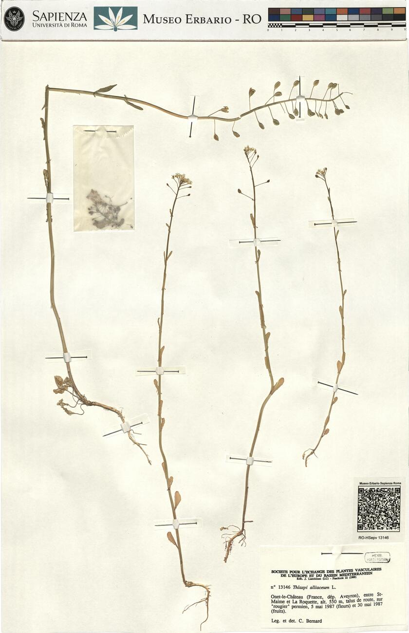 Thlaspi alliaceum L. -  RO-HSepv 13146 photo