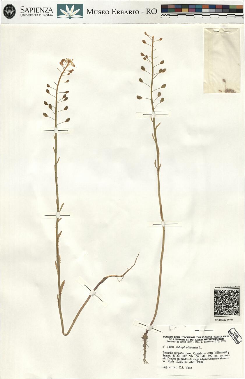 Thlaspi alliaceum L. -  RO-HSepv 14101 photo