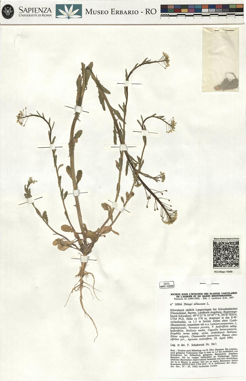 Thlaspi alliaceum L. -  RO-HSepv 16966 photo