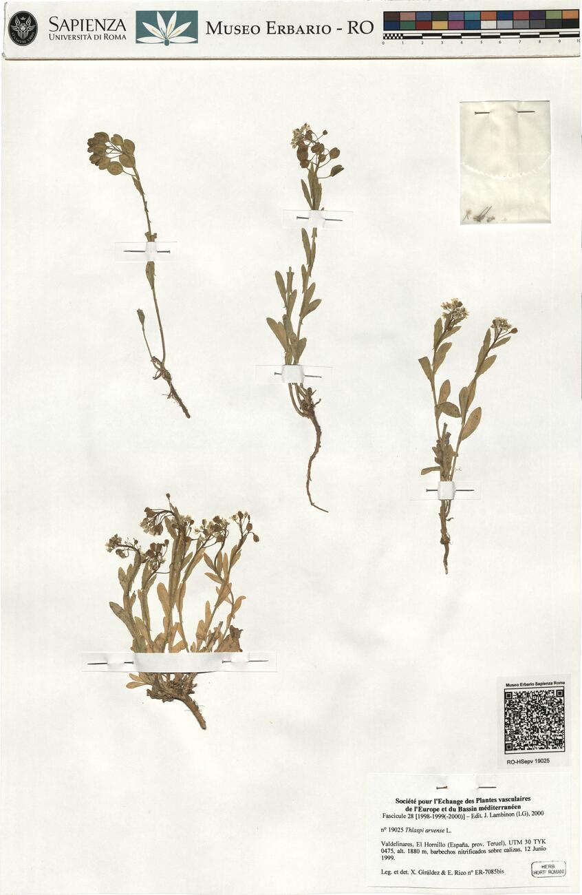 Thlaspi arvense L. -  RO-HSepv 19025 photo