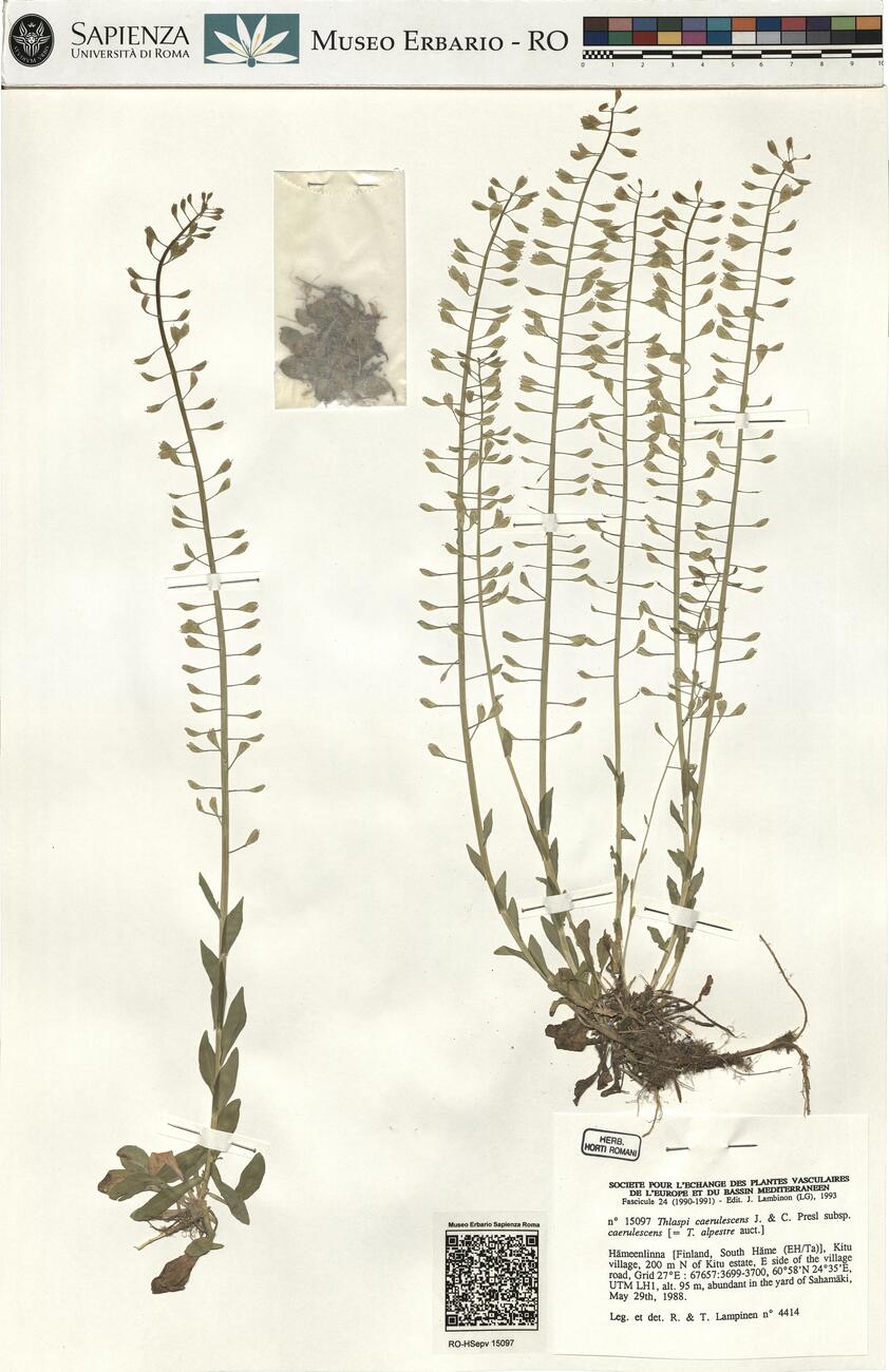 Thlaspi caerulescens J. & C. Presl subsp. caerulescens -  RO-HSepv 15097 photo