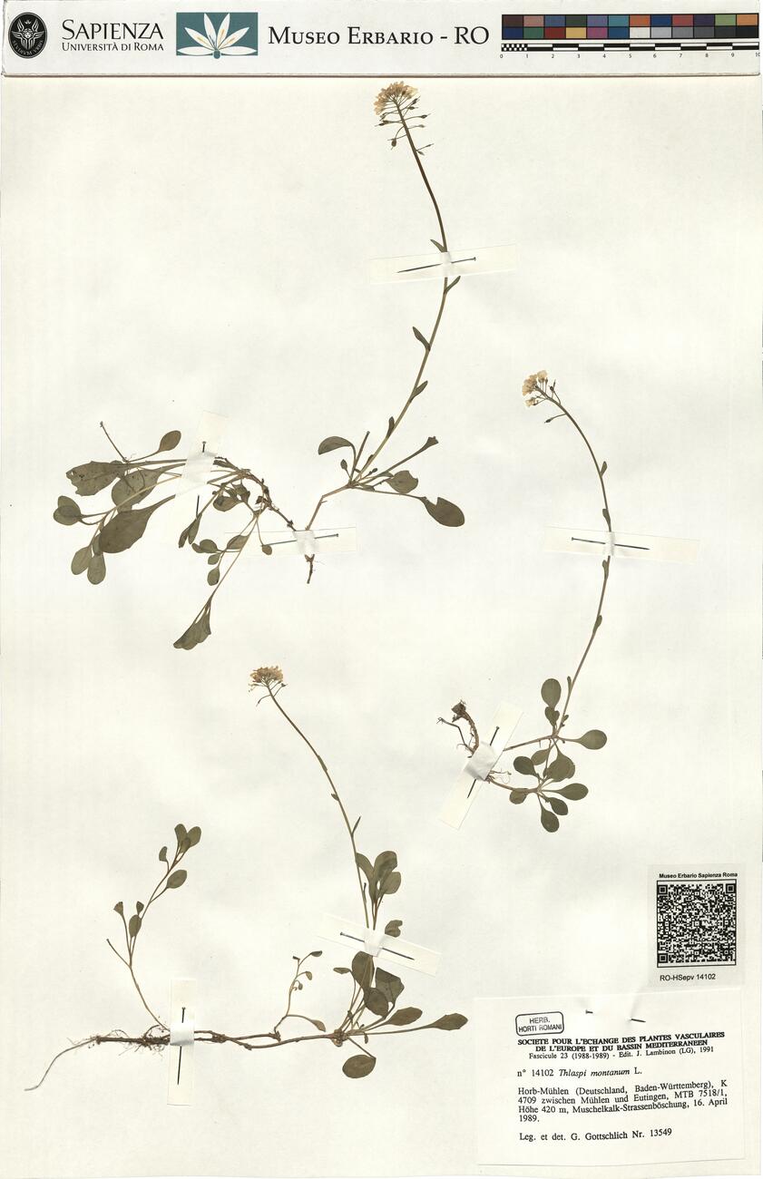 Thlaspi montanum L. -  RO-HSepv 14102 photo