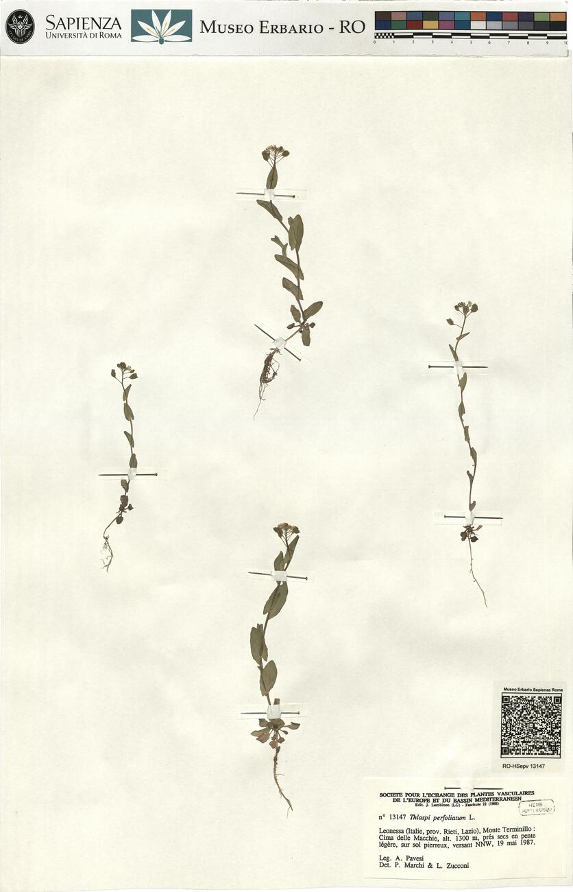 Thlaspi perfoliatum L. -  RO-HSepv 13147 photo