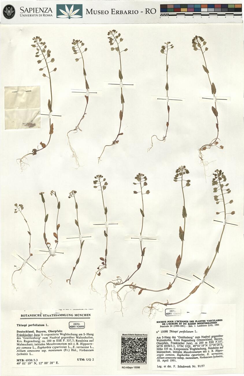 Thlaspi perfoliatum L. -  RO-HSepv 15098 photo