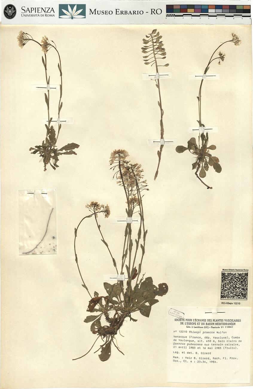 Thlaspi praecox Wulfen  -  RO-HSepv 12210 photo