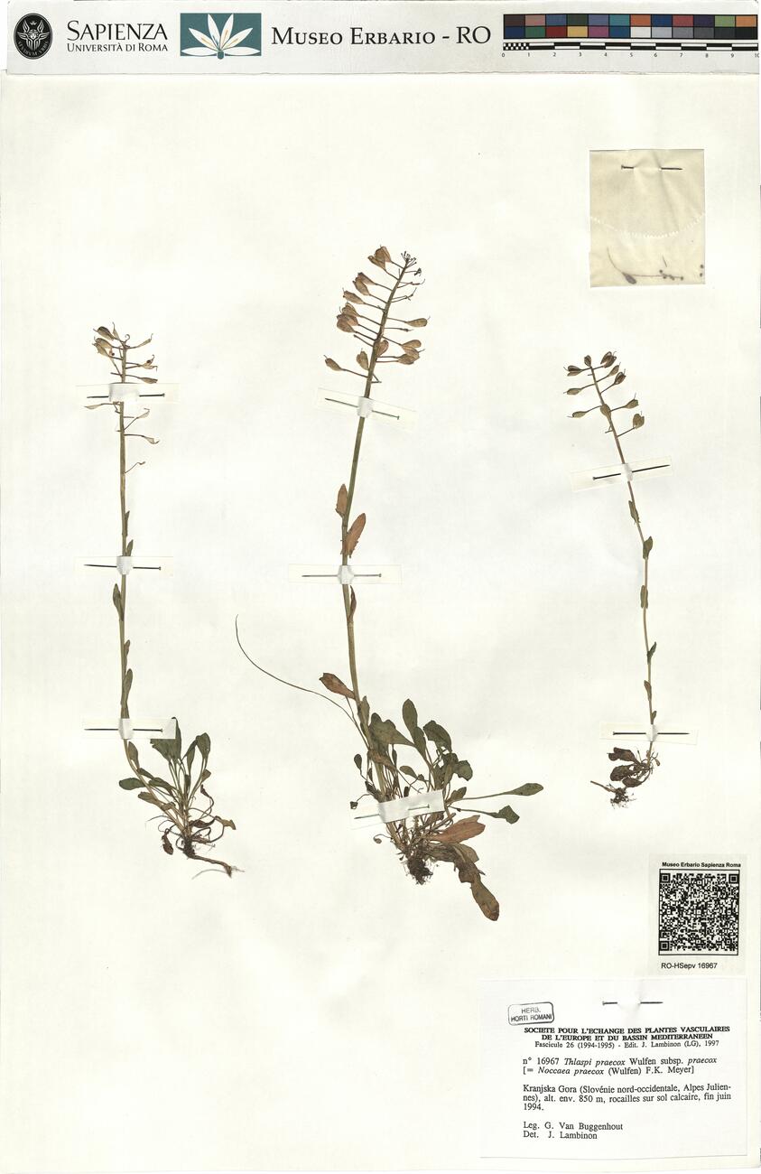 Thlaspi praecox Wulfen subsp. praecox -  RO-HSepv 16967 photo
