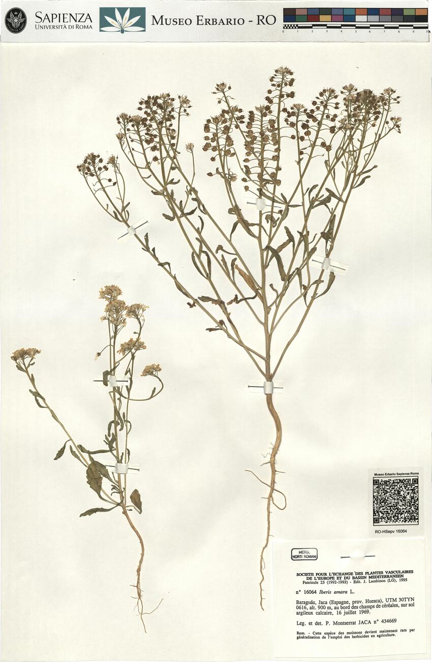 Iberis amara L. -  RO-HSepv 16064 photo