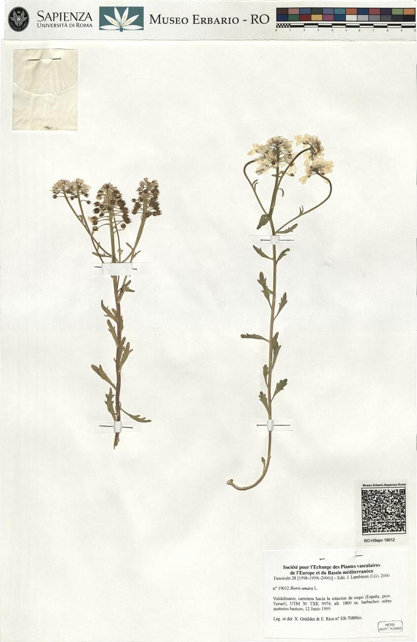 Iberis amara L. -  RO-HSepv 19012 photo