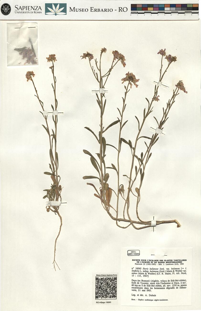 Iberis balansae Jord. var. balansae -  RO-HSepv 16065 photo