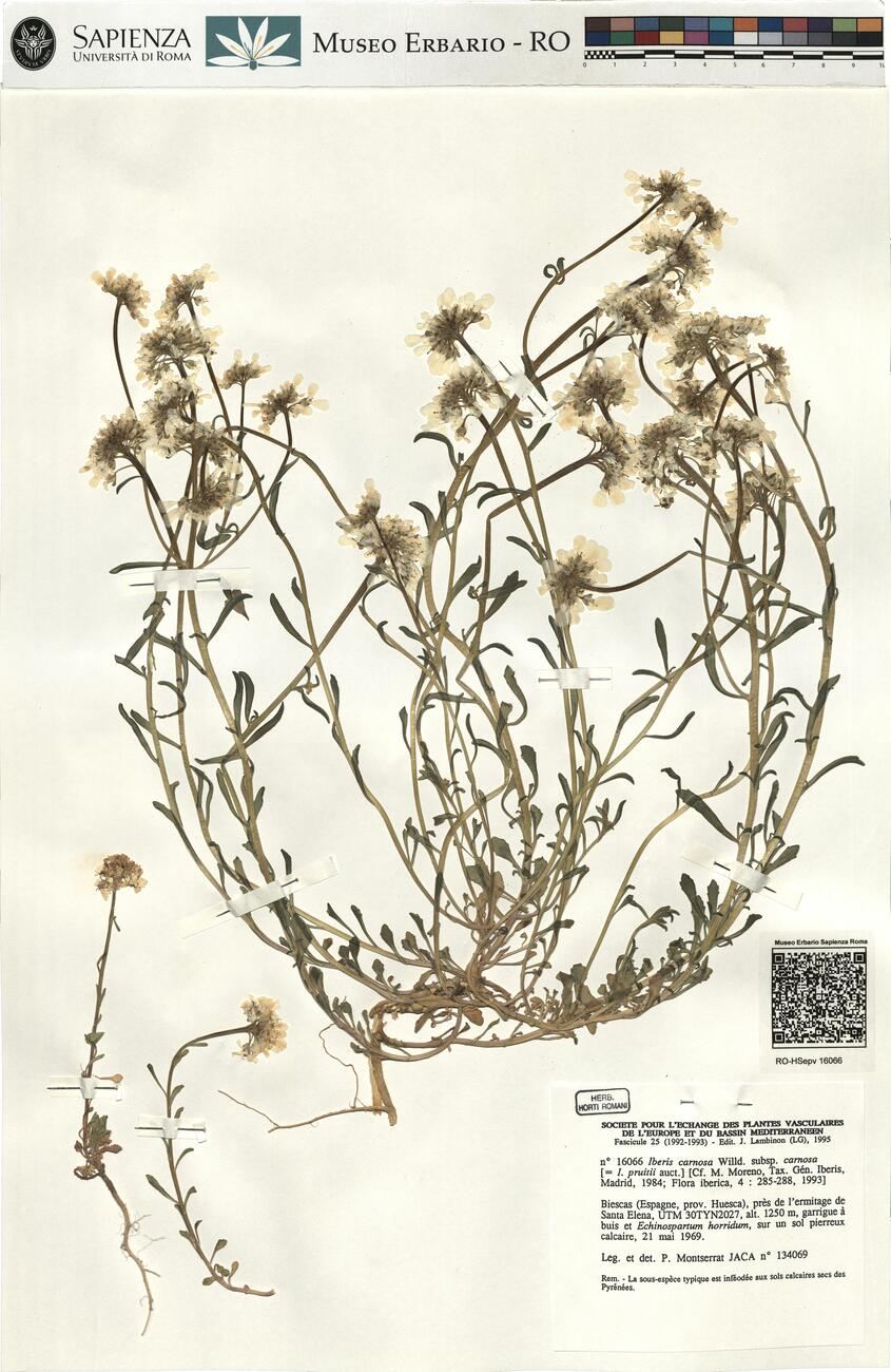 Iberis carnosa Willd. subsp. carnosa  -  RO-HSepv 16066 photo