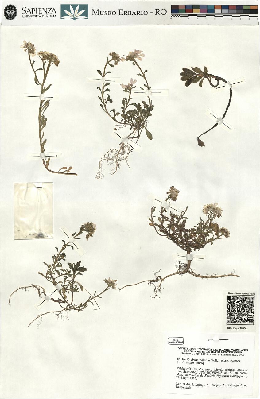 Iberis carnosa Willd. subsp. carnosa  -  RO-HSepv 16956 photo