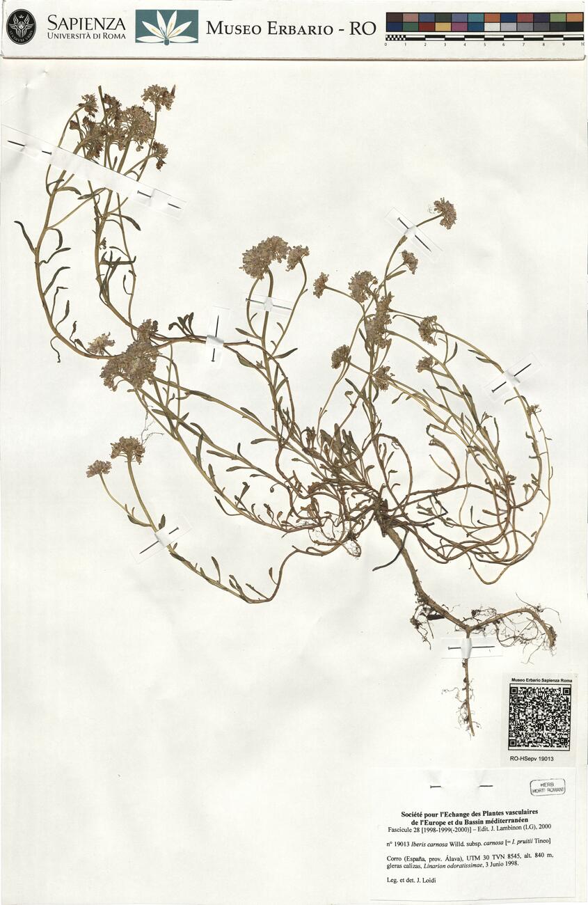 Iberis carnosa Willd. subsp. carnosa  -  RO-HSepv 19013 photo