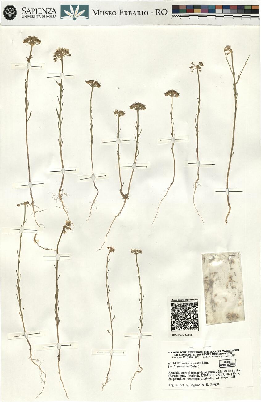 Iberis crenata Lam. -  RO-HSepv 14083 photo