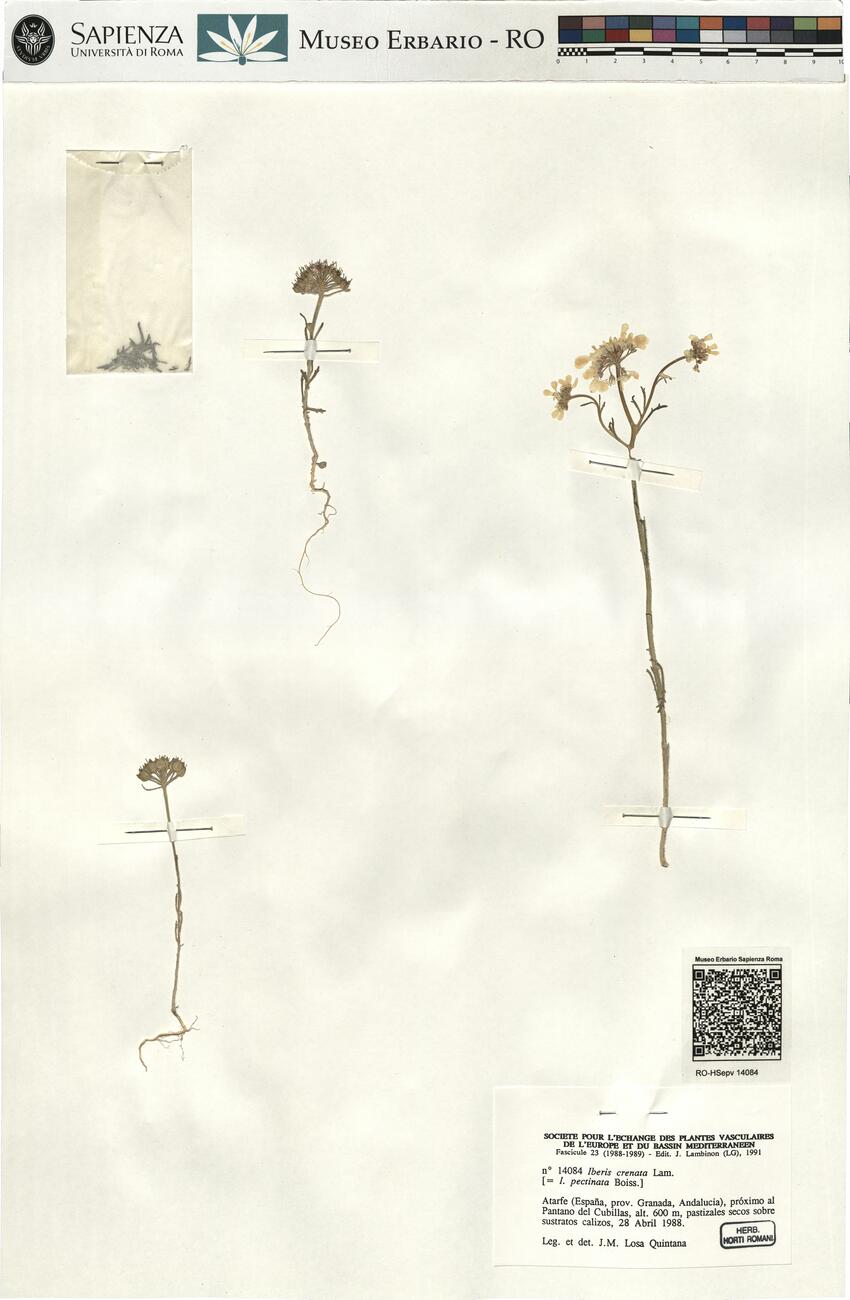 Iberis crenata Lam. -  RO-HSepv 14084 photo