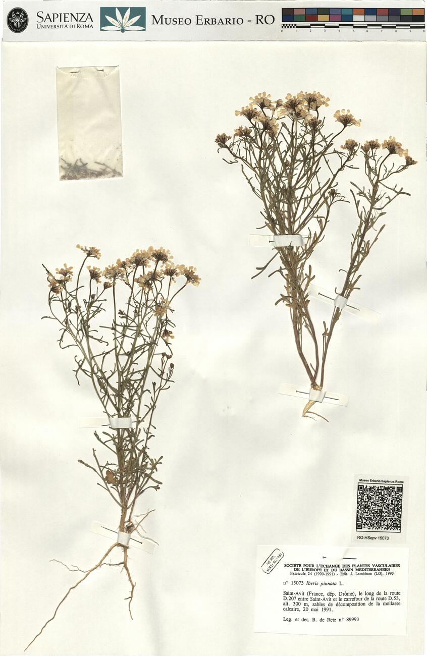 Iberis pinnata L.  -  RO-HSepv 15073 photo