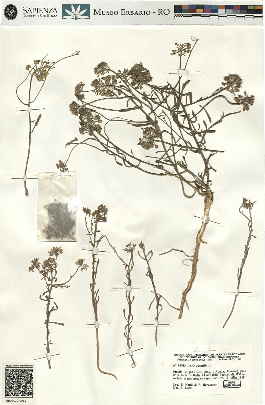 Iberis saxatilis L.  -  RO-HSepv 14085 photo