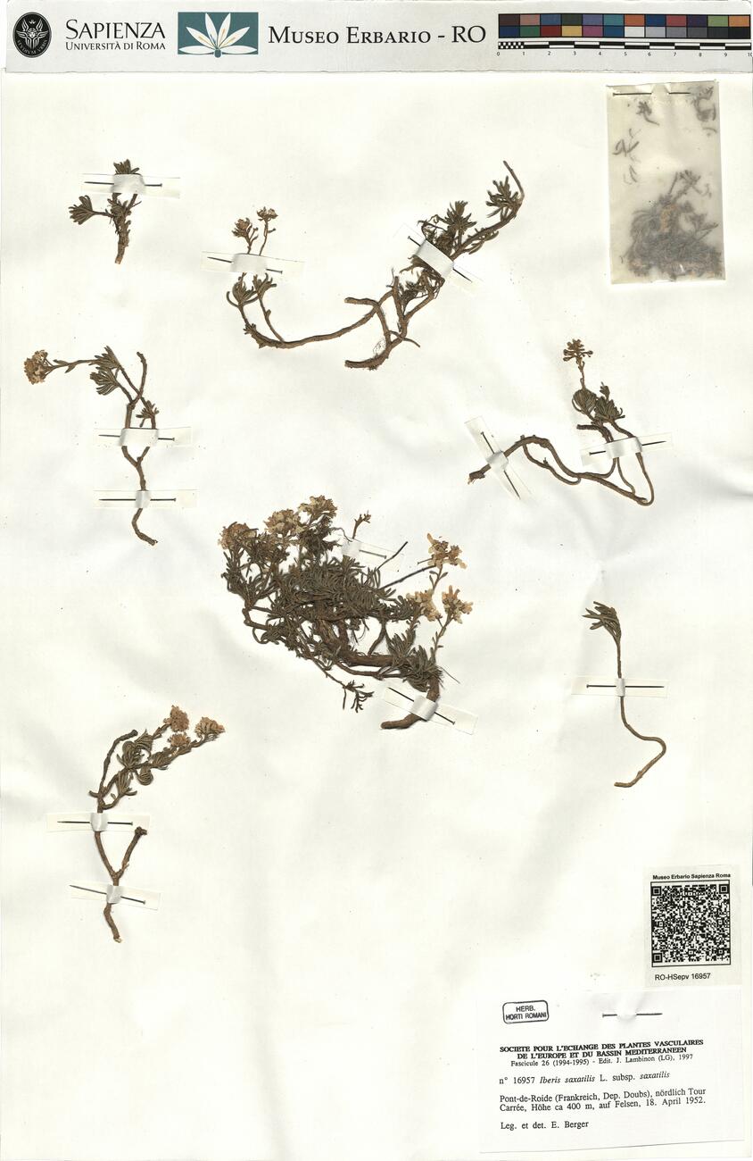 Iberis saxatilis L. subsp. saxatilis -  RO-HSepv 16957 photo