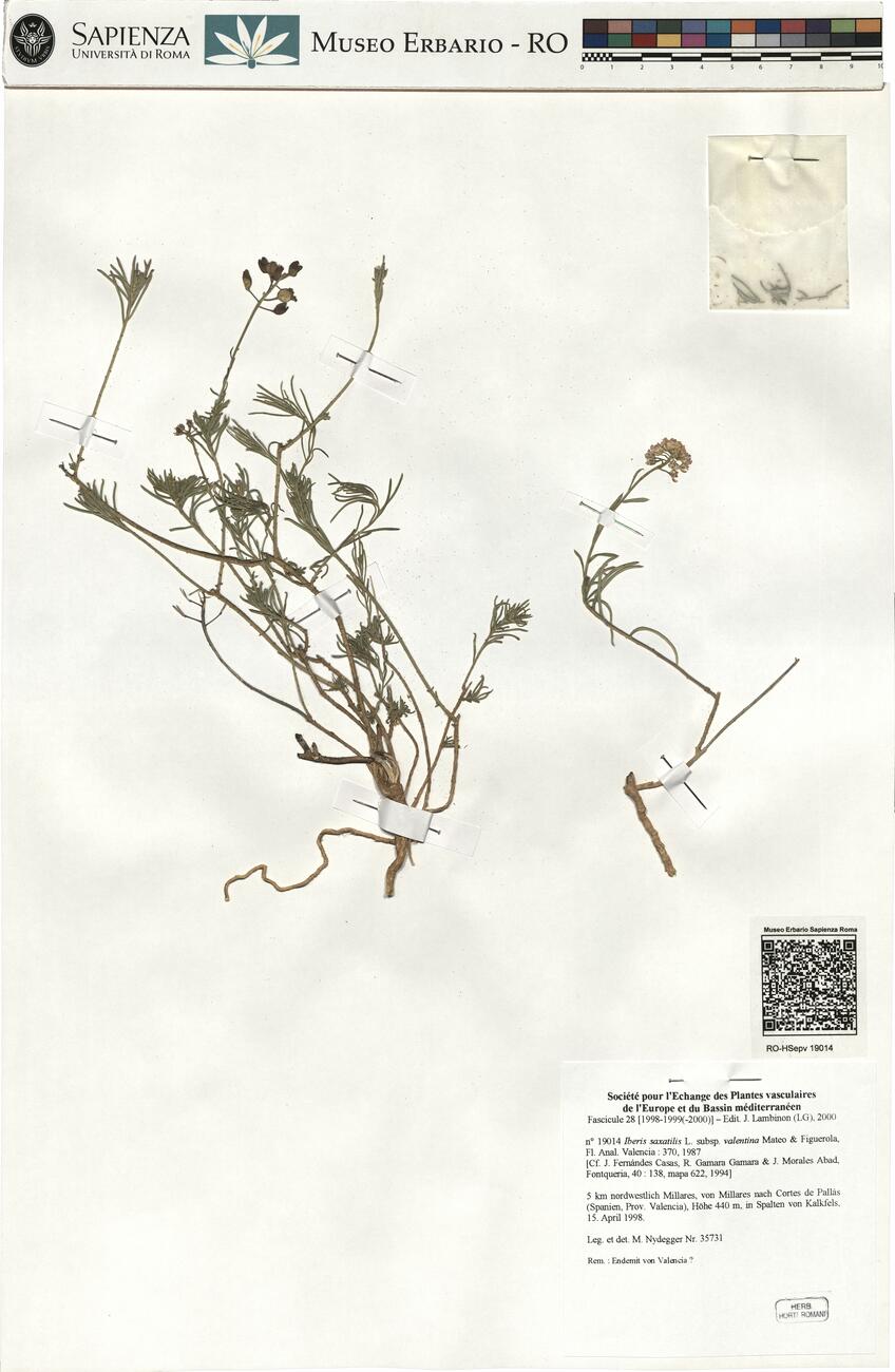Iberis saxatilis L. subsp. valentina Mateo & Figuerola ^ -  RO-HSepv 19014 photo