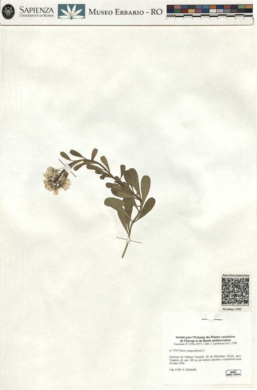 Iberis semperflorens L. -  RO-HSepv 17937 photo