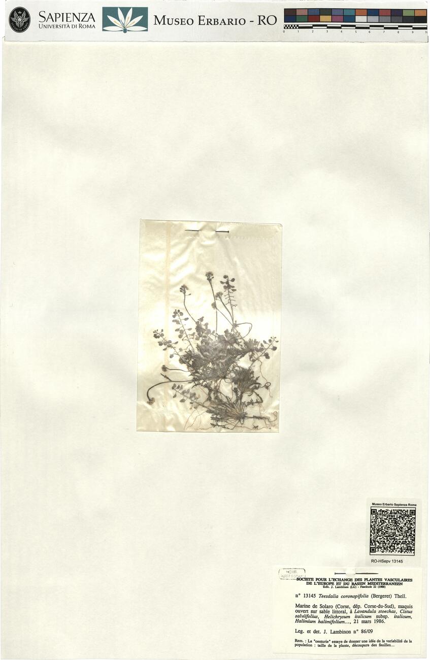 Teesdalia coronopifolia (Bergeret) Thell. -  RO-HSepv 13145 photo