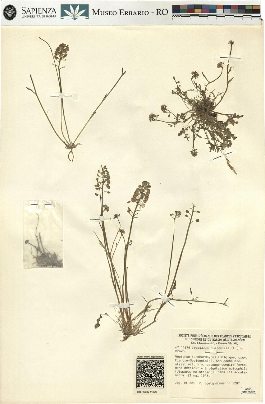 Teesdalia nudicaulis (L.) R. Brown -  RO-HSepv 11276 photo