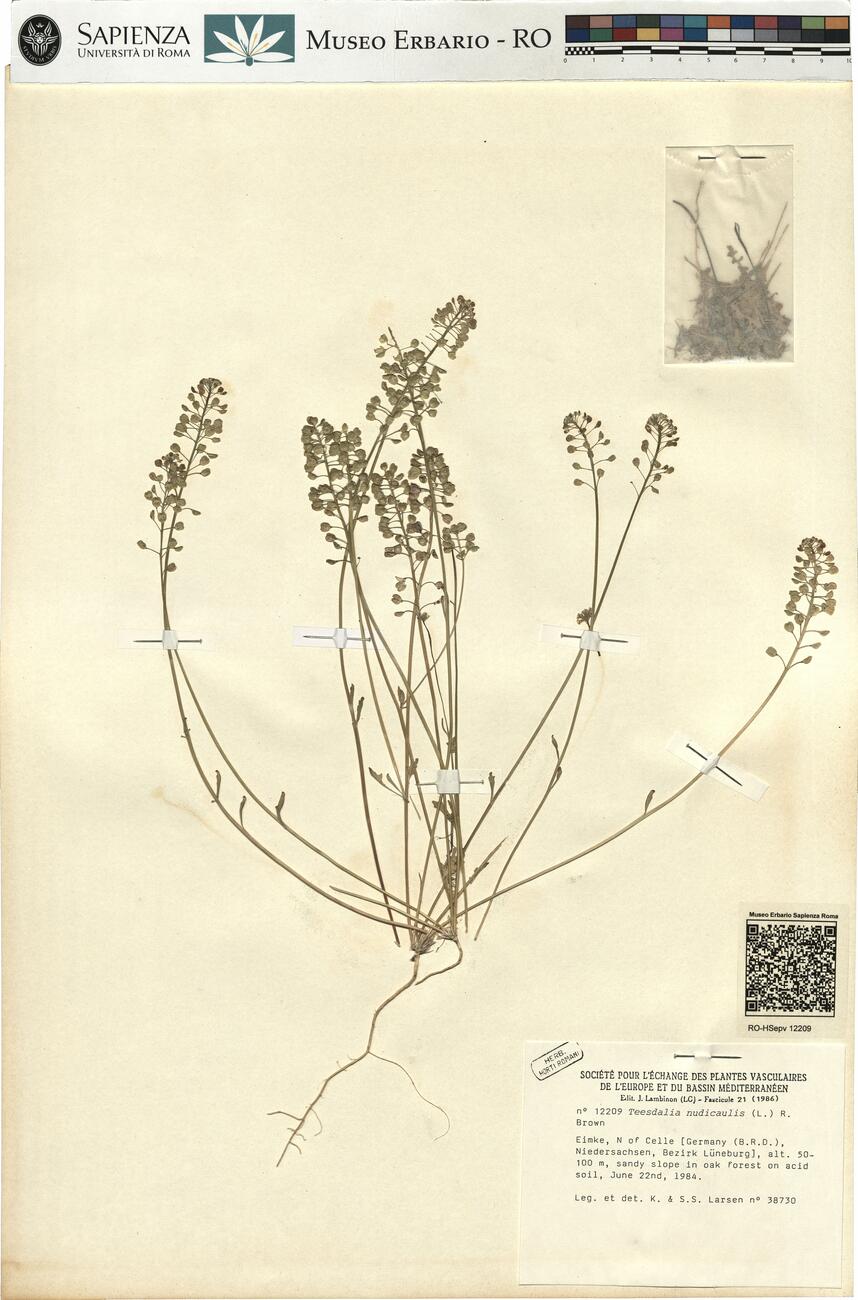 Teesdalia nudicaulis (L.) R. Brown -  RO-HSepv 12209 photo