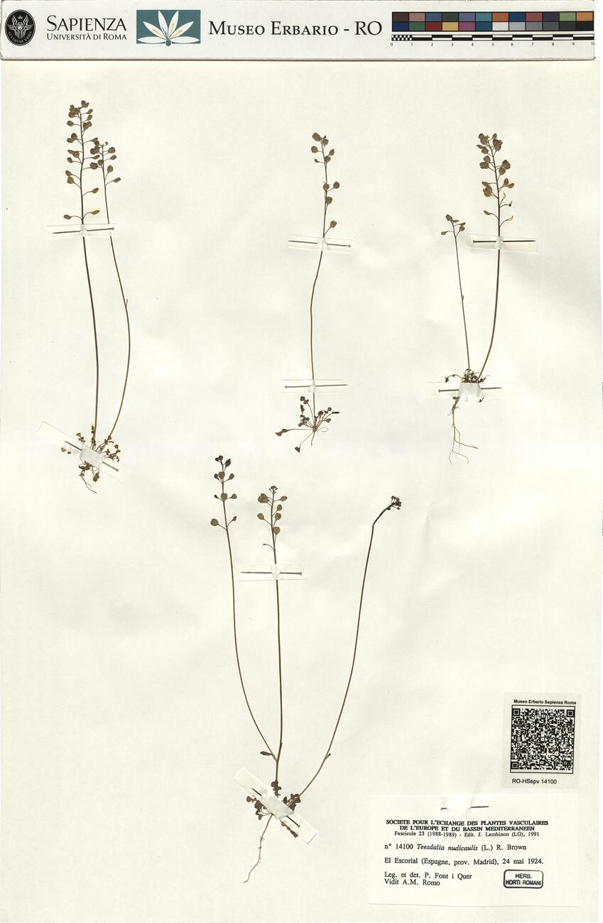 Teesdalia nudicaulis (L.) R. Brown -  RO-HSepv 14100 photo