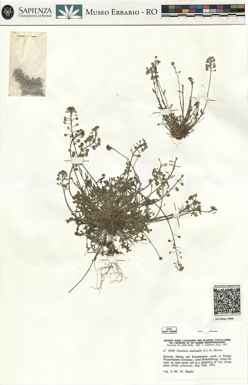 Teesdalia nudicaulis (L.) R. Brown -  RO-HSepv 16965 photo