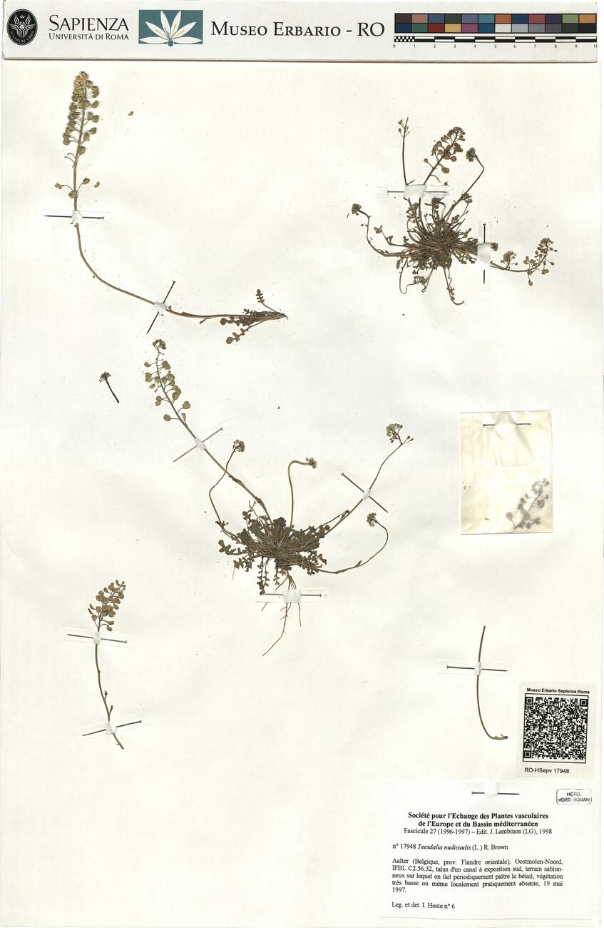 Teesdalia nudicaulis (L.) R. Brown -  RO-HSepv 17948 photo