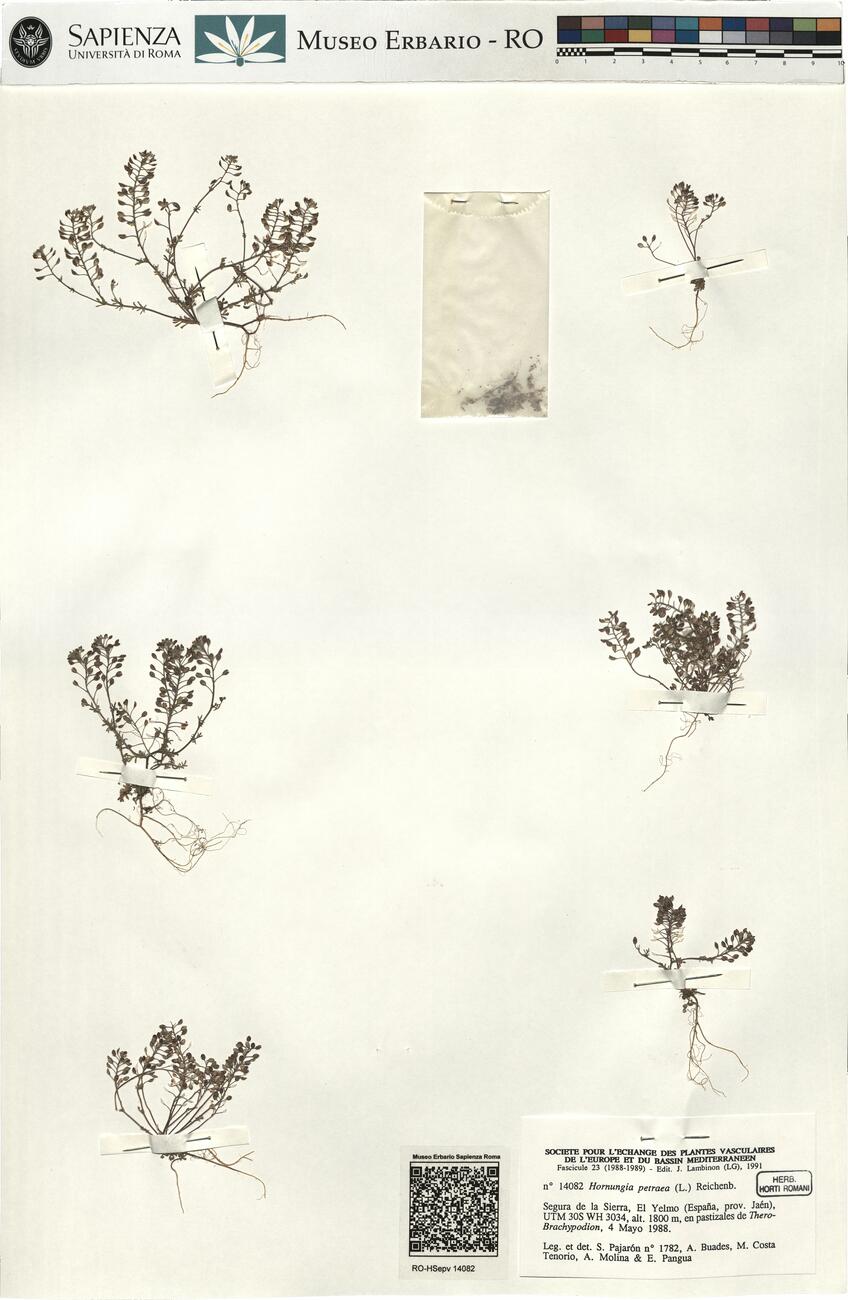 Hornungia petraea (L.) Reichenb. -  RO-HSepv 14082 photo