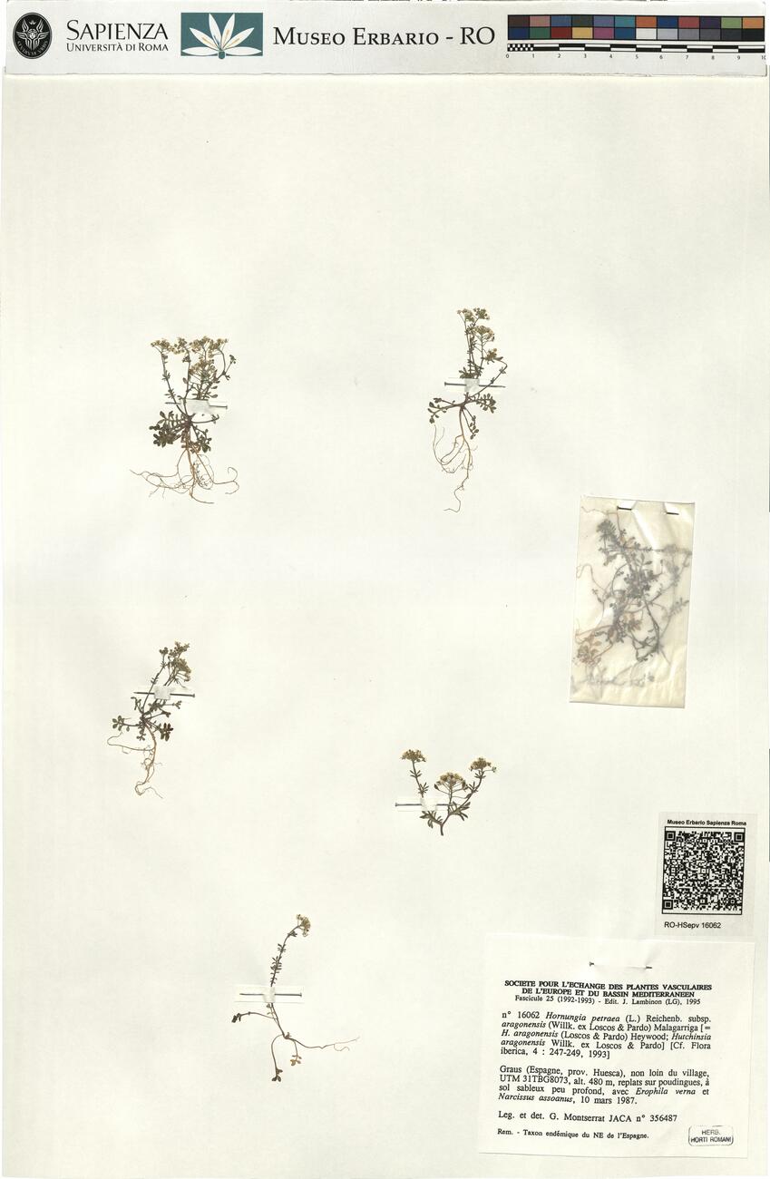 Hornungia petraea (L.) Reichenb. subsp. aragonensis (Willk. ex Loscos & Pardo) Malagarriga -  RO-HSepv 16062 photo