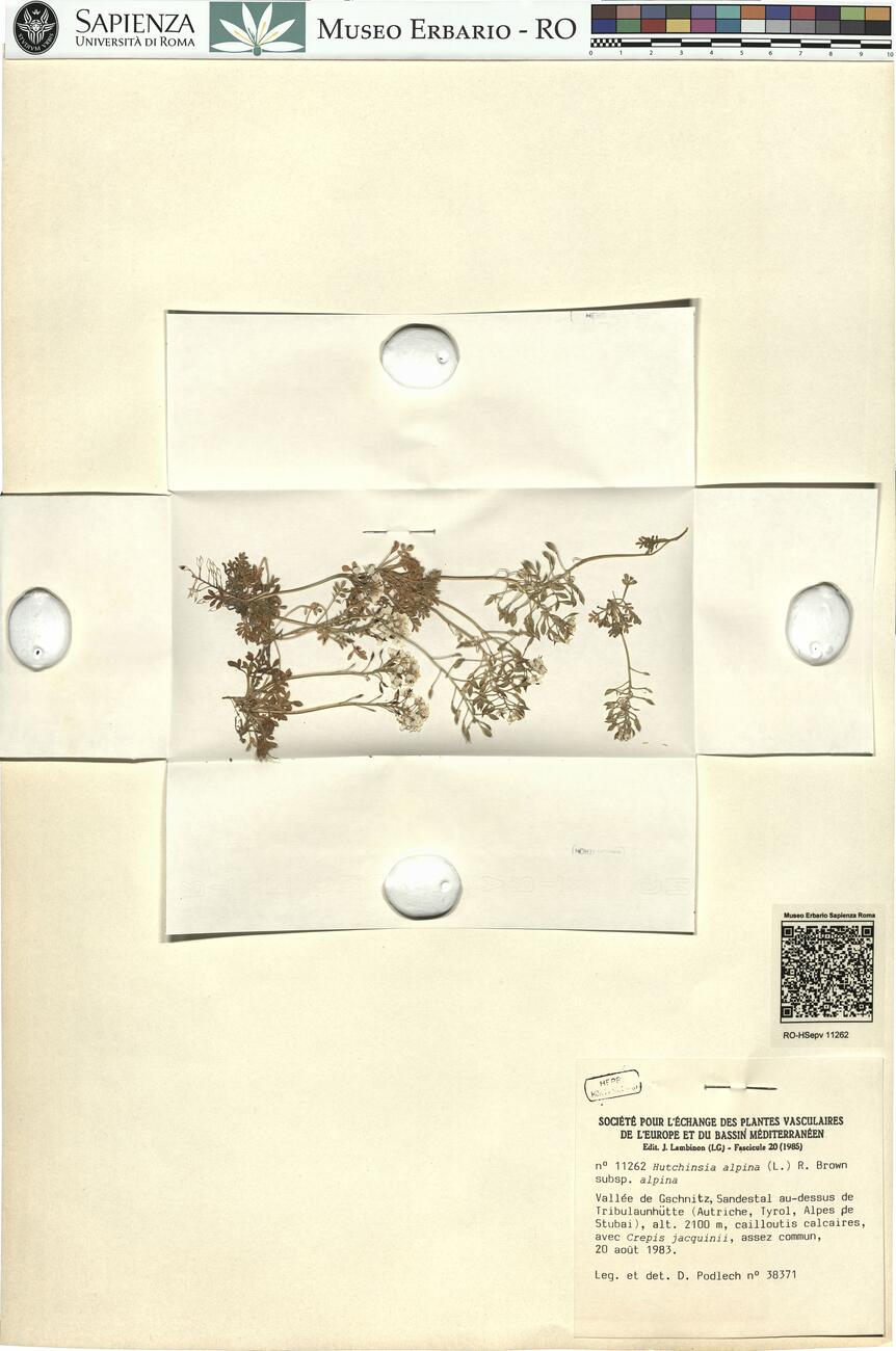 Hutchinsia alpina (L.) R. Brown subsp. alpina -  RO-HSepv 11262 photo