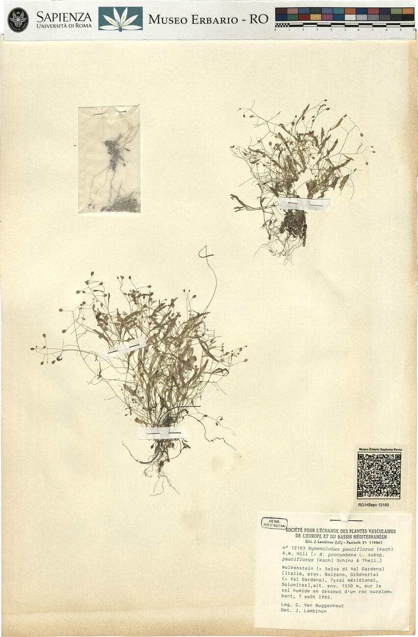 Hymenolobus pauciflorus (Koch) A.W. Hill -  RO-HSepv 12193 photo