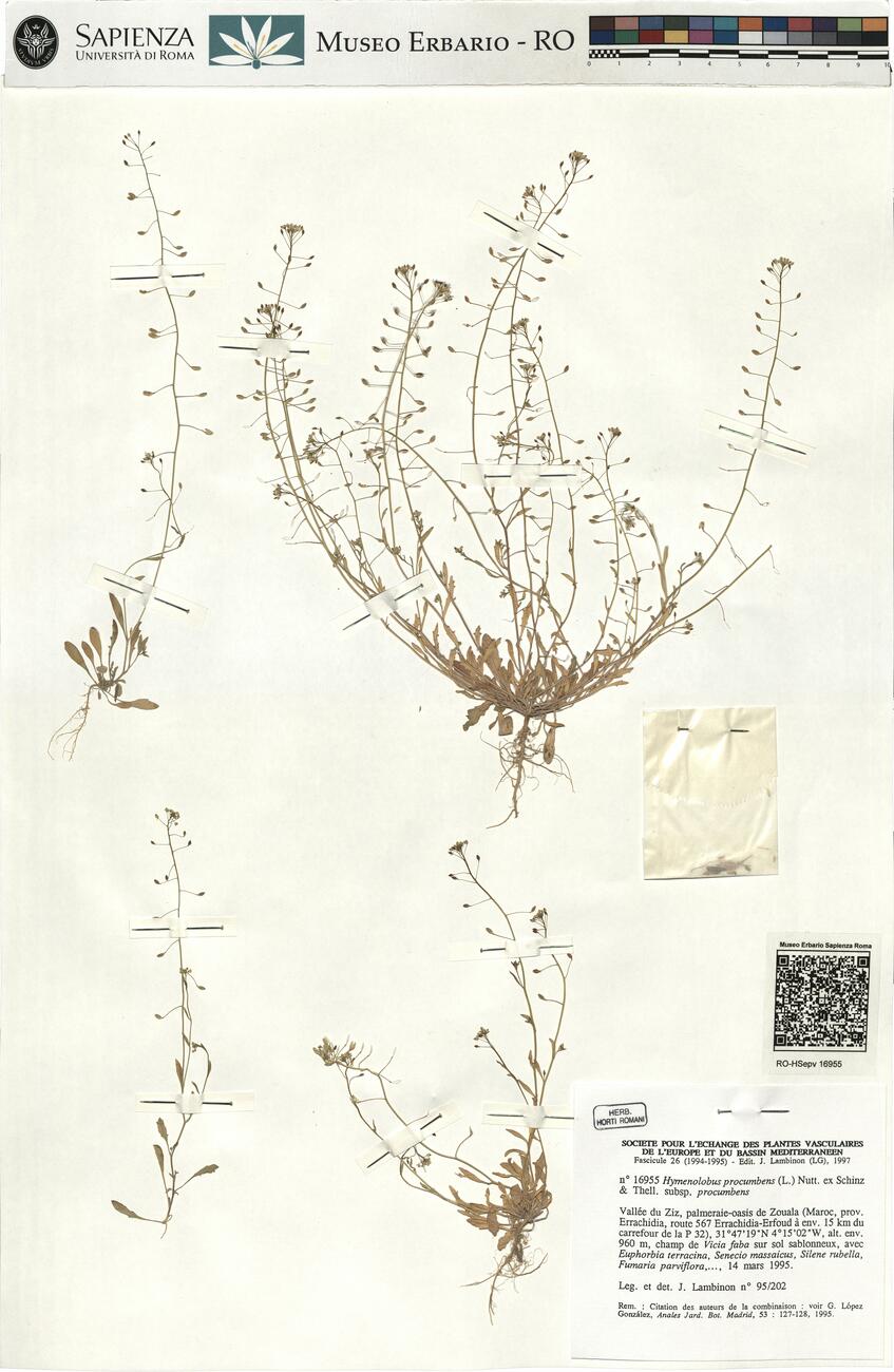 Hymenolobus procumbens (L.) Nutt. ex Schinz & Thell. subsp. procumbens  -  RO-HSepv 16955 photo
