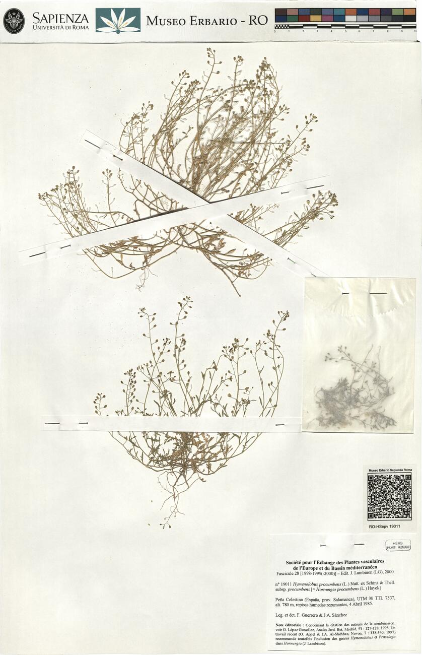 Hymenolobus procumbens (L.) Nutt. ex Schinz & Thell. subsp. procumbens  -  RO-HSepv 19011 photo