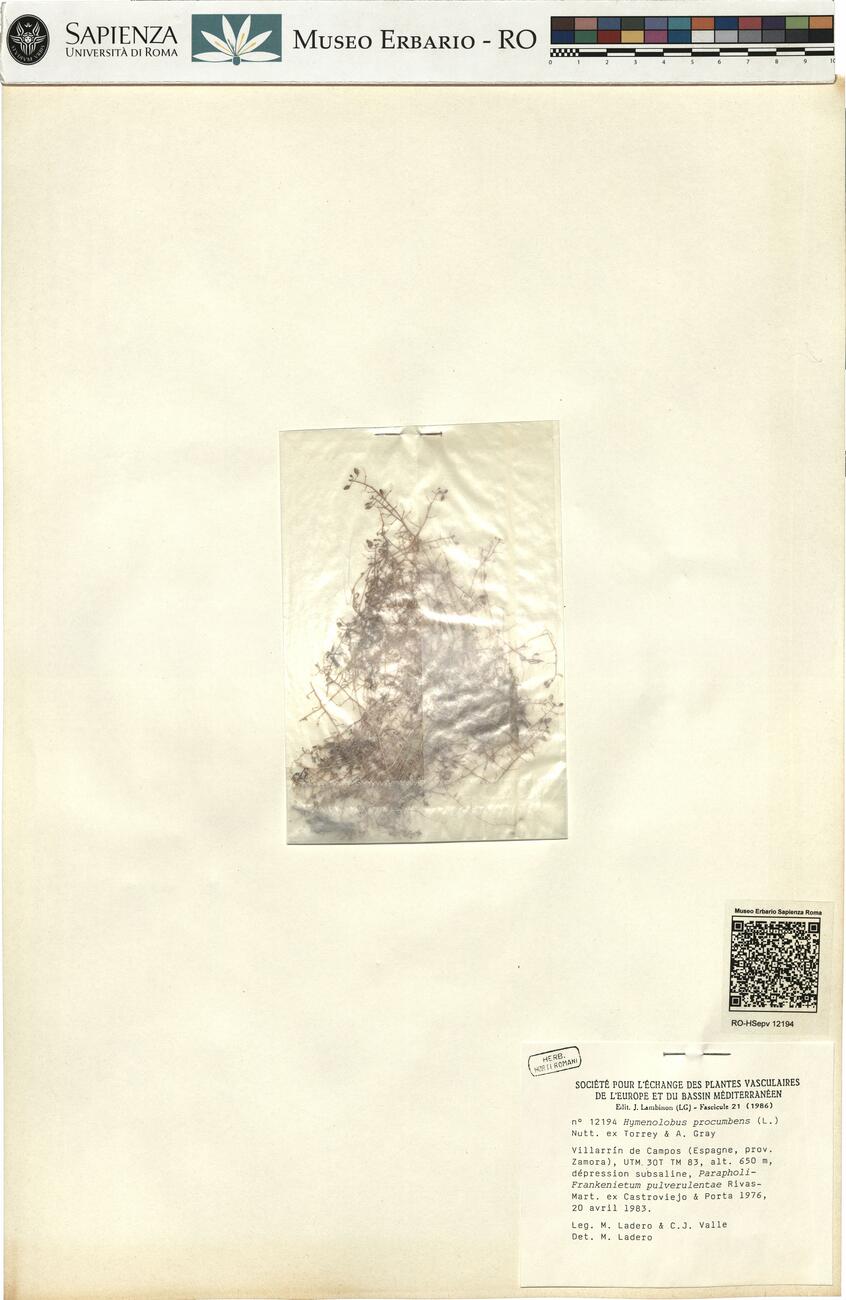 Hymenolobus procumbens (L.) Nutt. ex Torrey A. Gray -  RO-HSepv 12194 photo