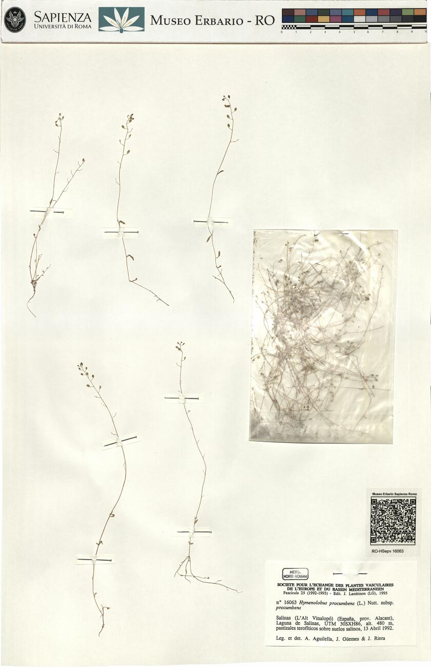 Hymenolobus procumbens (L.) Nutt. subsp. procumbens  -  RO-HSepv 16063 photo
